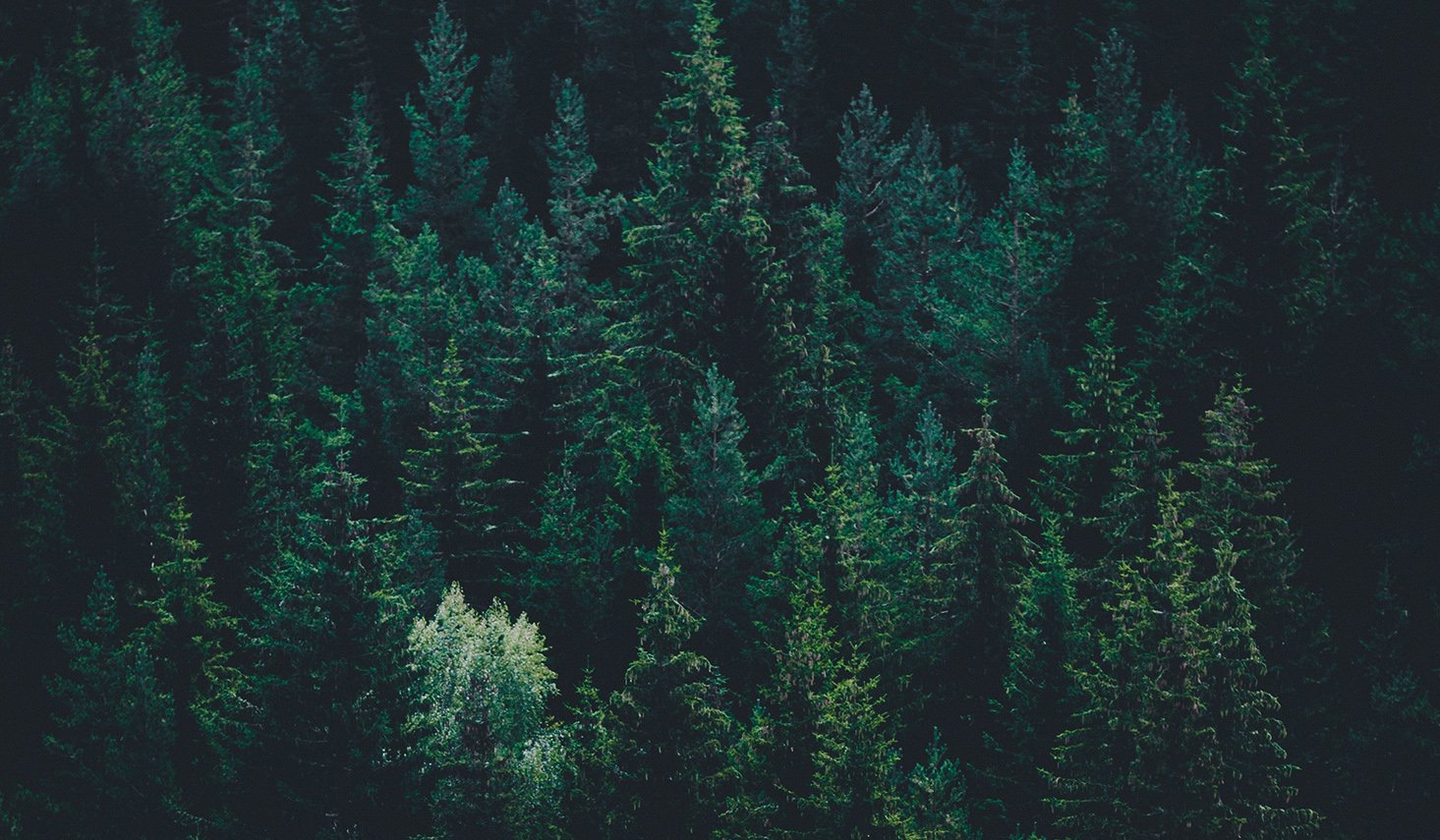 Overhead view of a dense evergreen forest with a single light-colored tree standing out